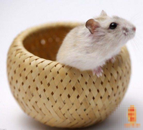 初九日生屬鼠人命運(yùn)好嗎？