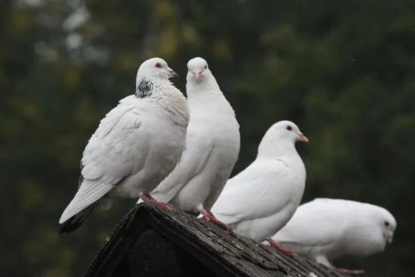Ҋ ҊӺò ҊʲôA