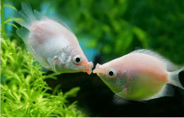 夢見魚