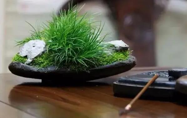 夢見菖蒲