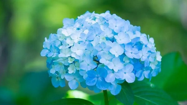 夢(mèng)見繡球花