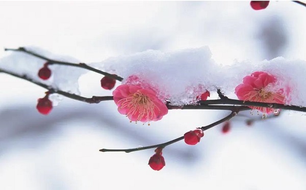夢見雪中開花