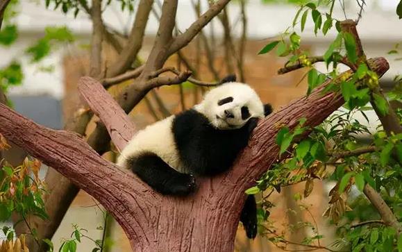 夢(mèng)見動(dòng)物園