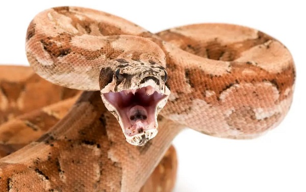 Ҋ߳ Ҋ߳ʲôA Ҋ߳˺ò