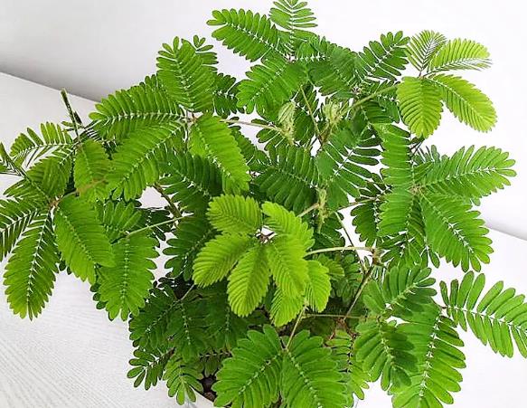 含羞草風水