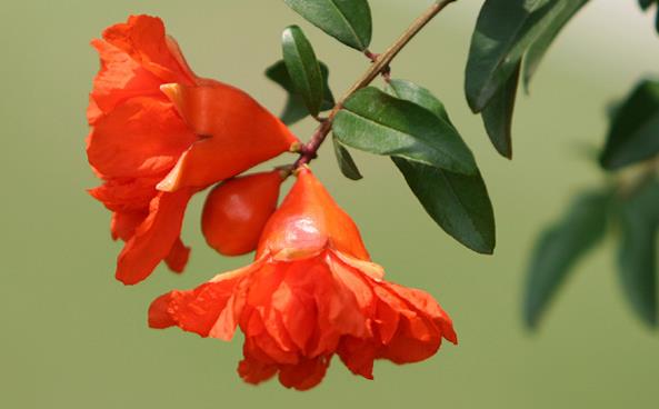 石榴花風(fēng)水