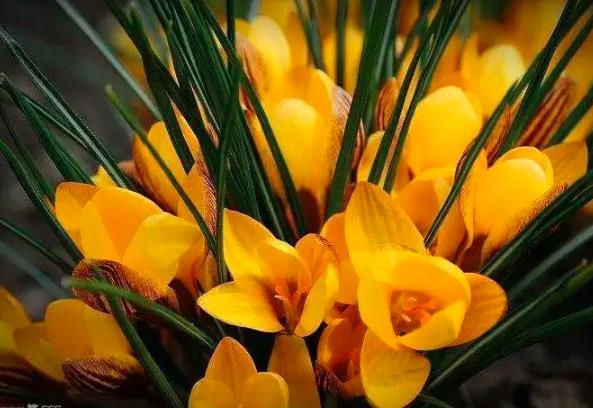 2月17日生日花：金線番紅花
