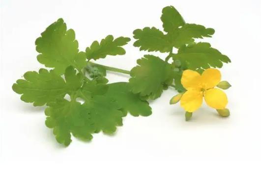 白屈菜
