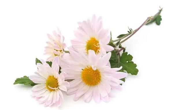 10月5日生日花：甘菊